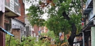 Chandauli news- आधी पानी से सकलडीहा कस्बा में टूटा नीम का पेड़, बिजली आपूर्ति घंटों रही ठप