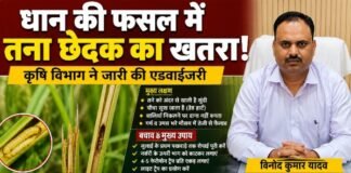 Chandauli news- धान की फसल पर तना छेदक का बढ़ा खतरा, कृषि विभाग ने किसानों को किया सतर्क